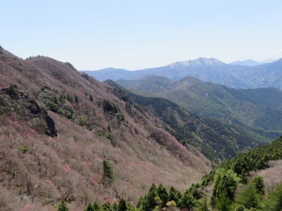 アケボノツツジ