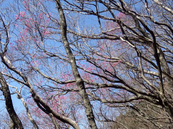 アケボノツツジ