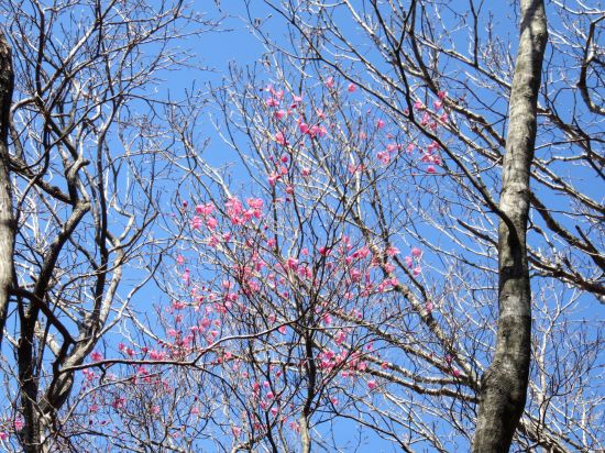 アケボノツツジ