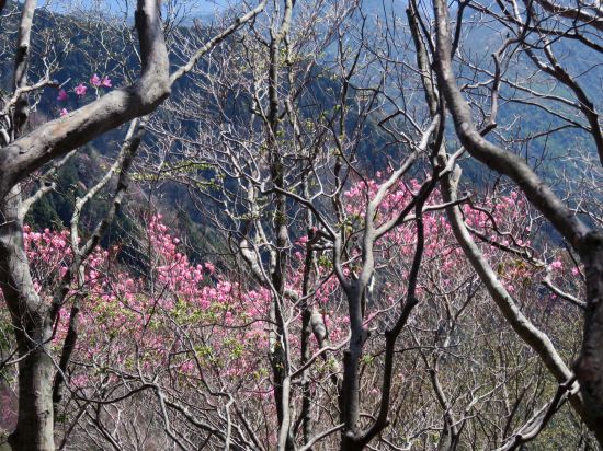 アケボノツツジ