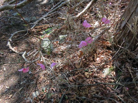 アケボノツツジ