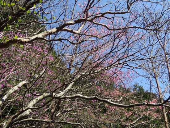 アケボノツツジ