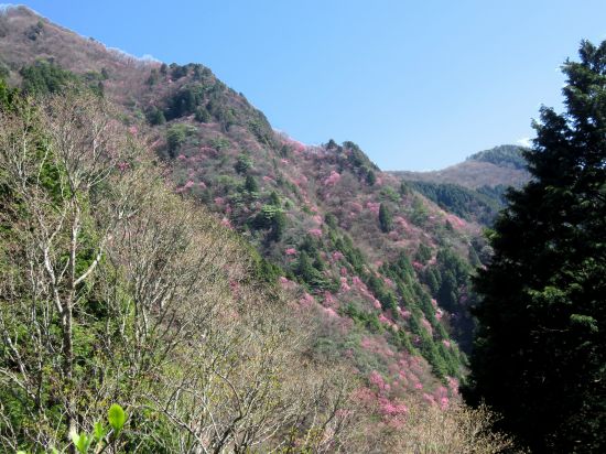 アケボノツツジ