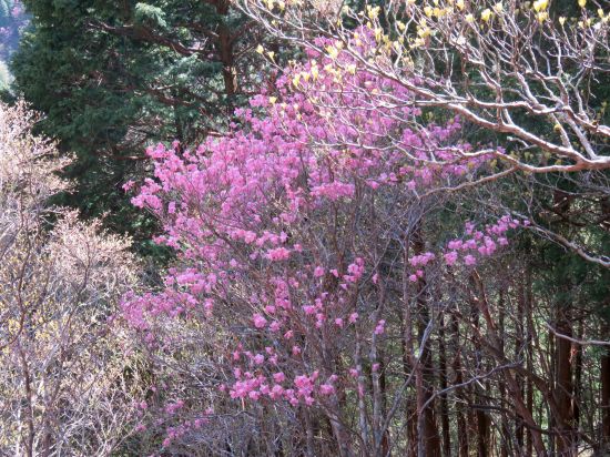 アケボノツツジ