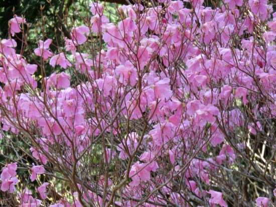 アケボノツツジ