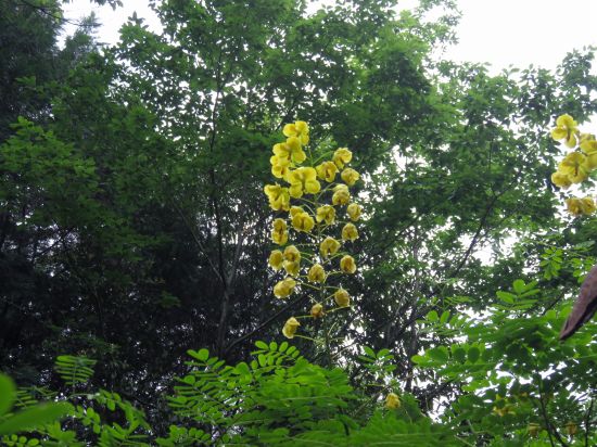 ジャケツイバラ