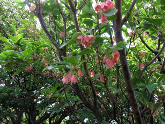 ツクシドウダン