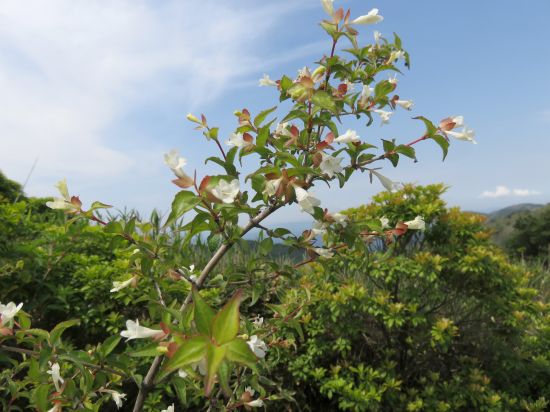 コツクバネウツギ