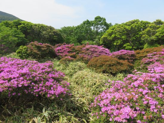 ミヤマキリシマ