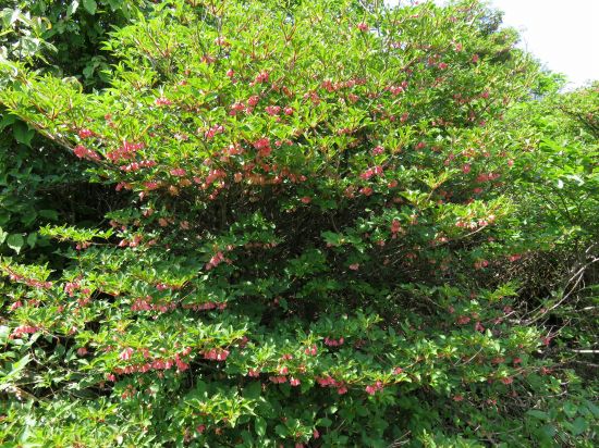 ツクシドウダン