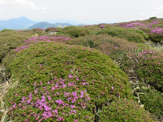 ミヤマキリシマ