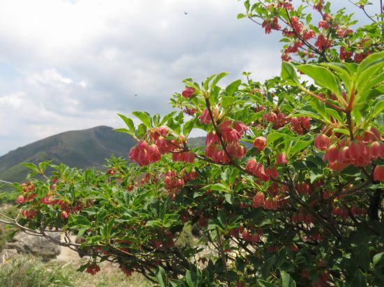 ツクシドウダン