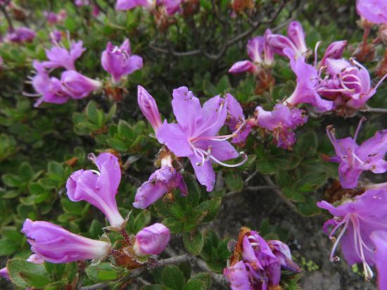 ミヤマキリシマ