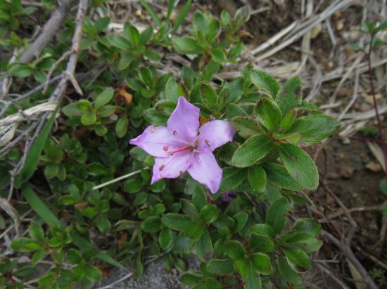 ミヤマキリシマ