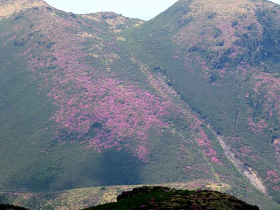 ミヤマキリシマ