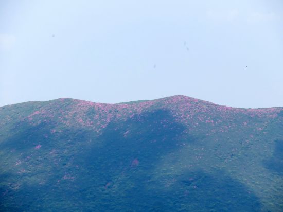 ミヤマキリシマ