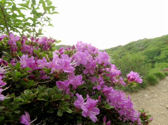 ミヤマキリシマ