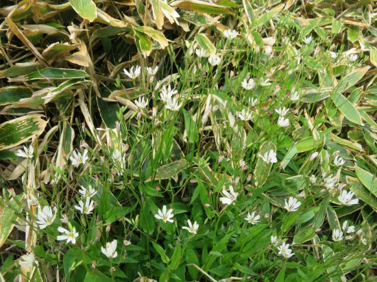 シロバナニガナ