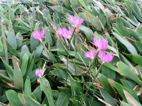 カワラナデシコ