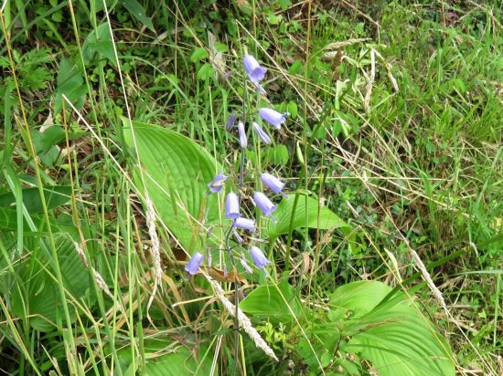 ツリガネニンジン