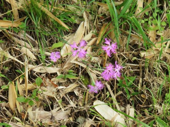 カワラナデシコ