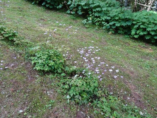 レンゲショウマ