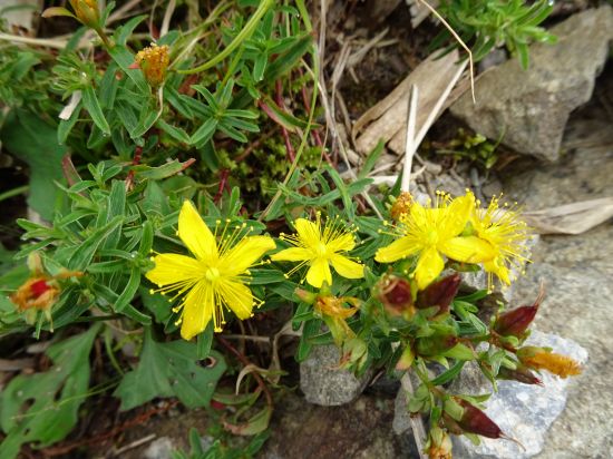 タカネオトギリ