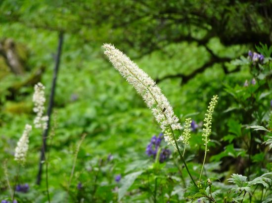 サラシナショウマ