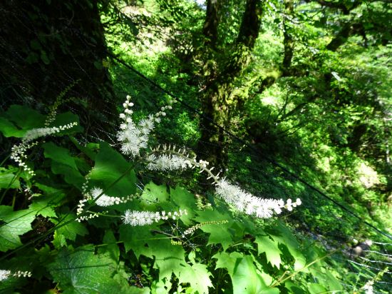 サラシナショウマ