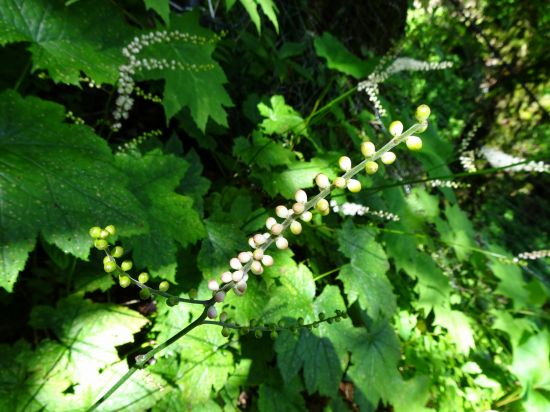 サラシナショウマ