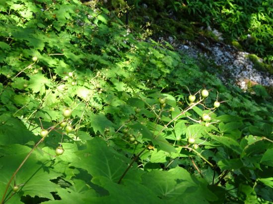 キレンゲショウマ