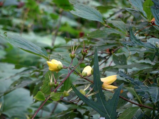 キレンゲショウマ