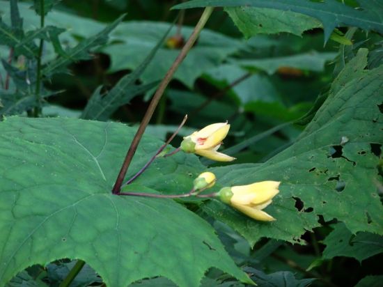 キレンゲショウマ