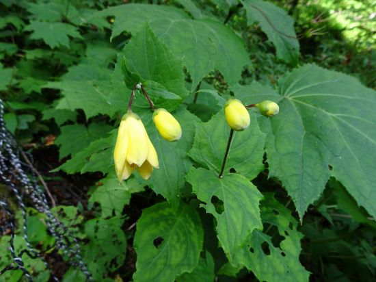 キレンゲショウマ