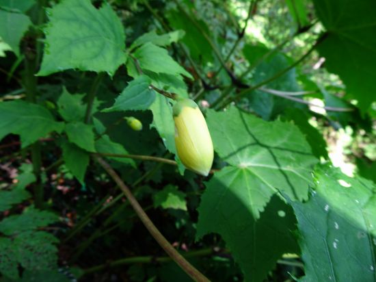 キレンゲショウマ