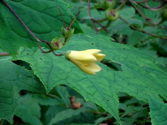 キレンゲショウマ