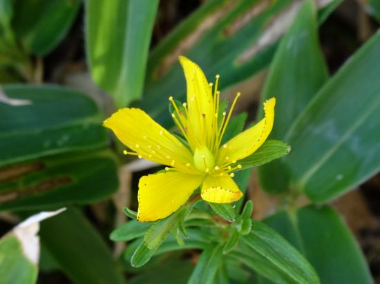 タカネオトギリ