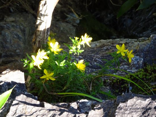 タカネオトギリ