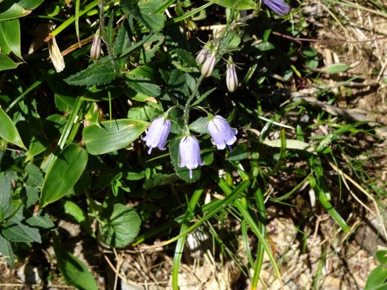 オトメシャジン