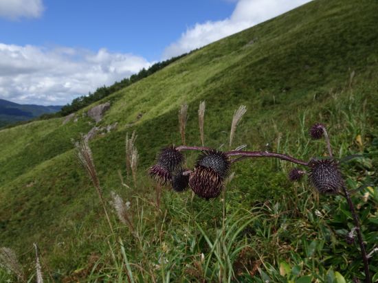 ハバヤマボクチ