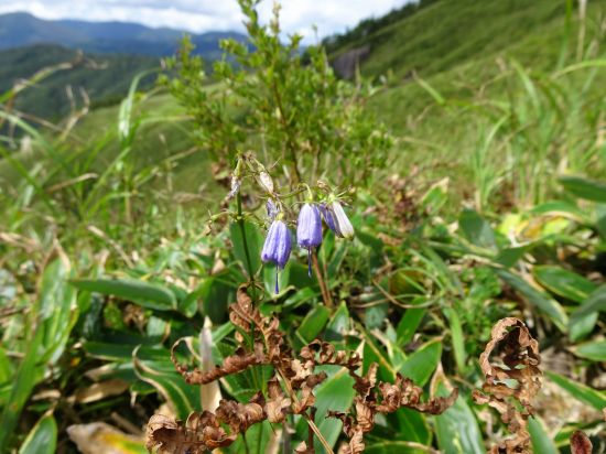 ツリガネニンジン