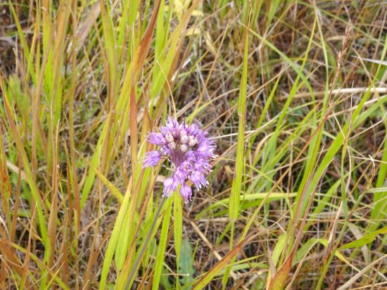 ヤマラッキョウ