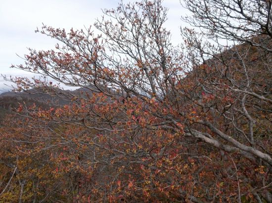 ツクシドウダン