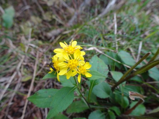 アキノキリンソウ