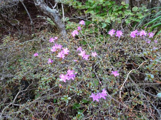 ミヤマキリシマ