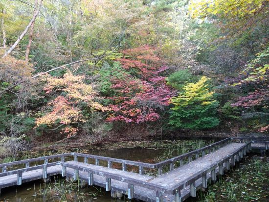 モリアオガエルの池