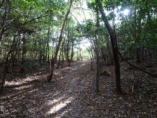 おおの自然観察の森