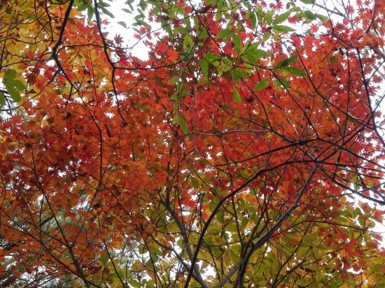紅葉