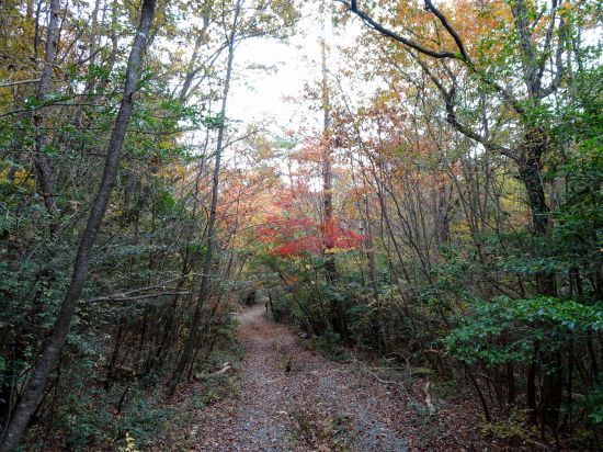 おおの自然観察の森