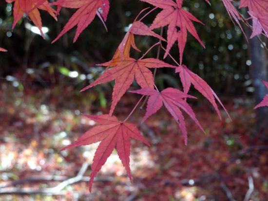 モミジ